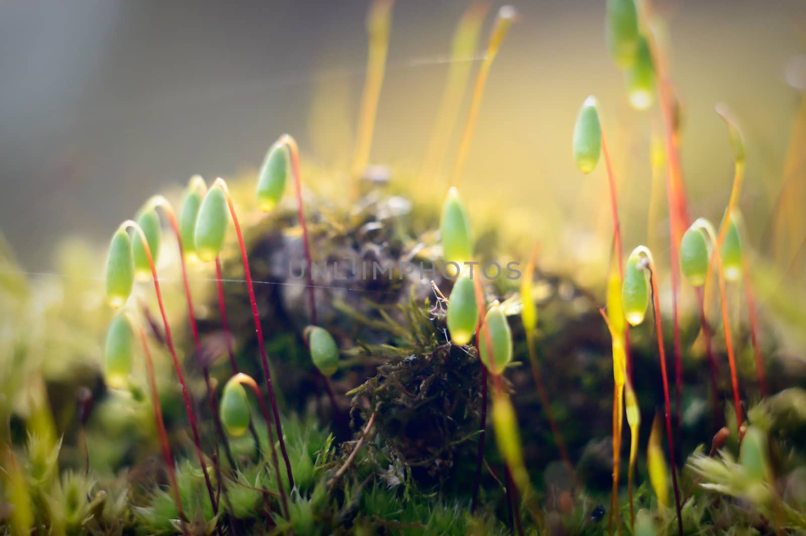 plants for natural background, nature series