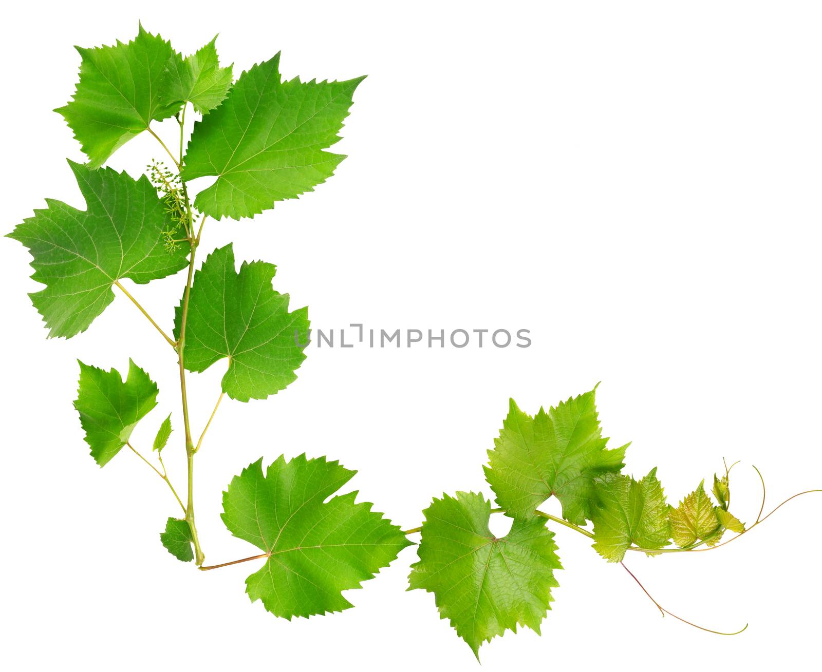 vine leaves isolated on white background