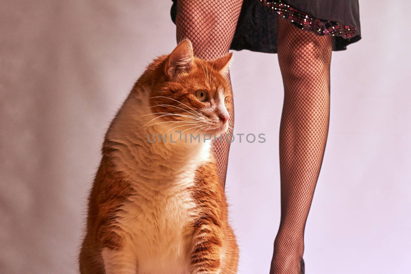 ginger cat and slender woman legs