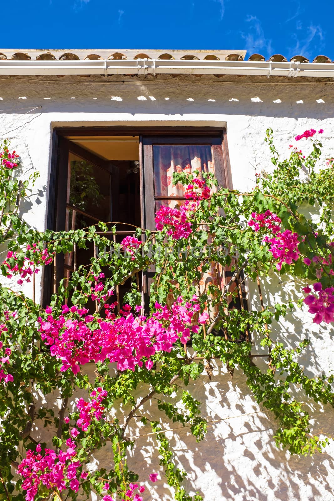 Old building with bougainvilla flowers by devy