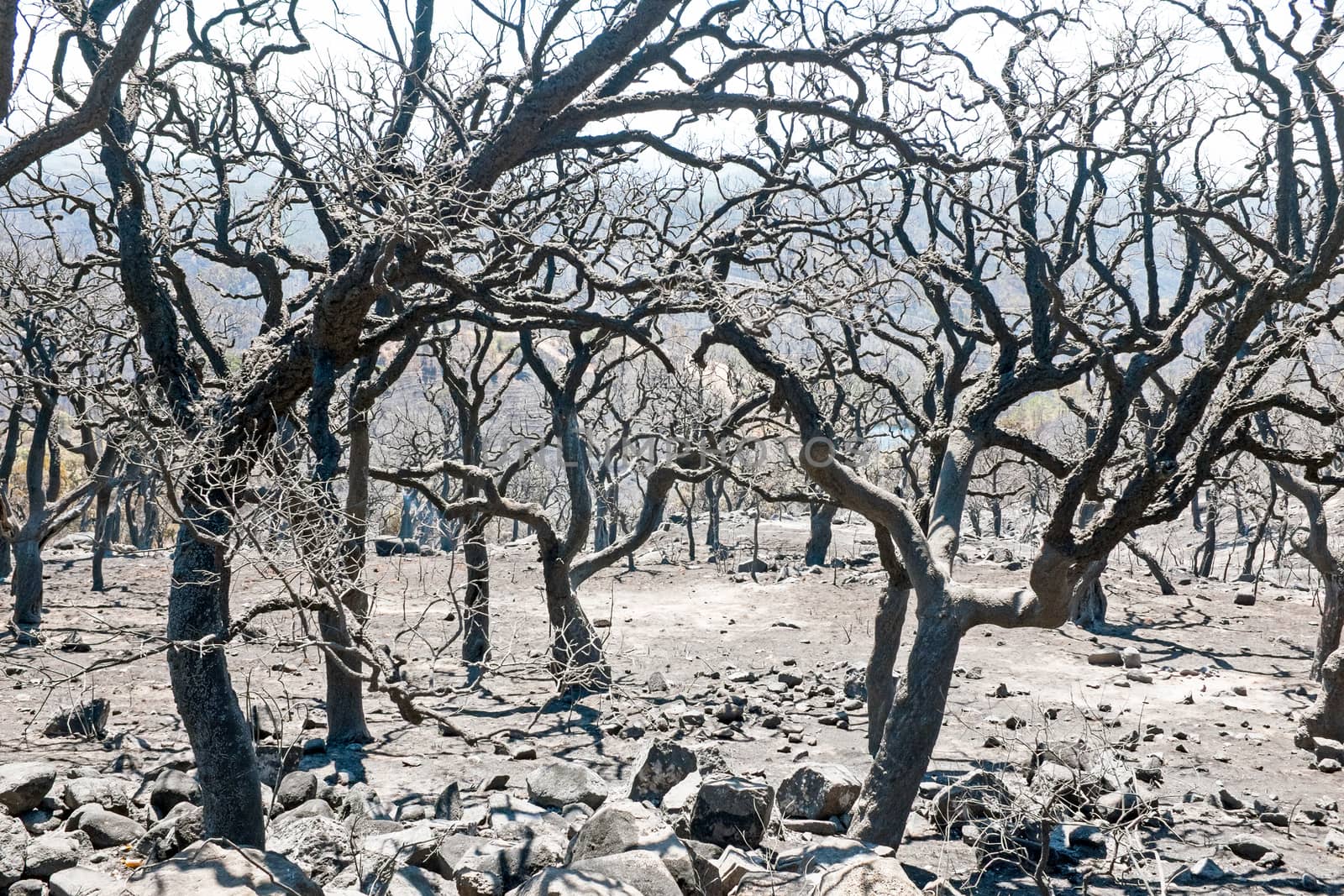 Burnt forest in the countryside from Portugal