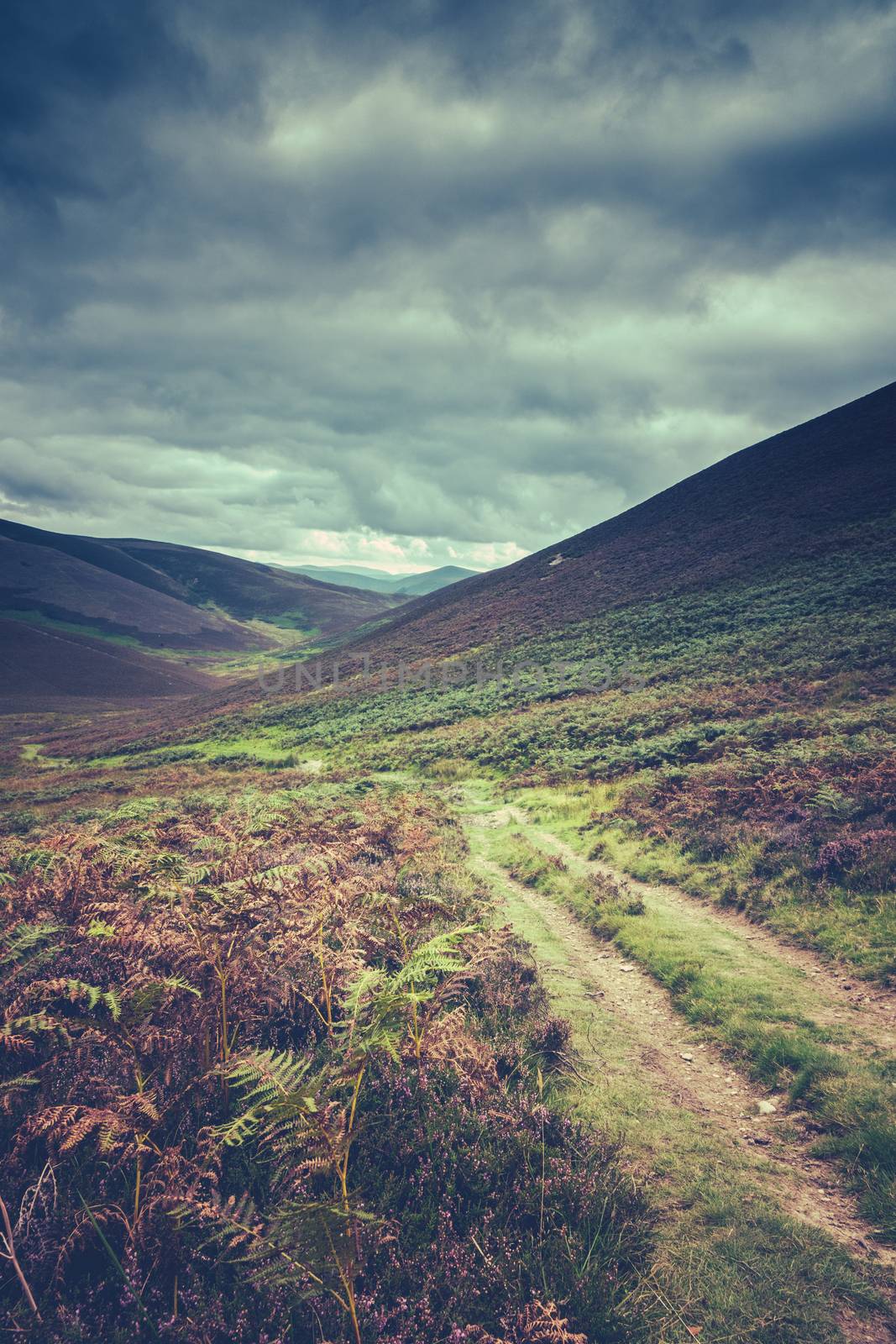 An Empty and Remote Hillside Trail Or Track In The Scottish Purple Heather