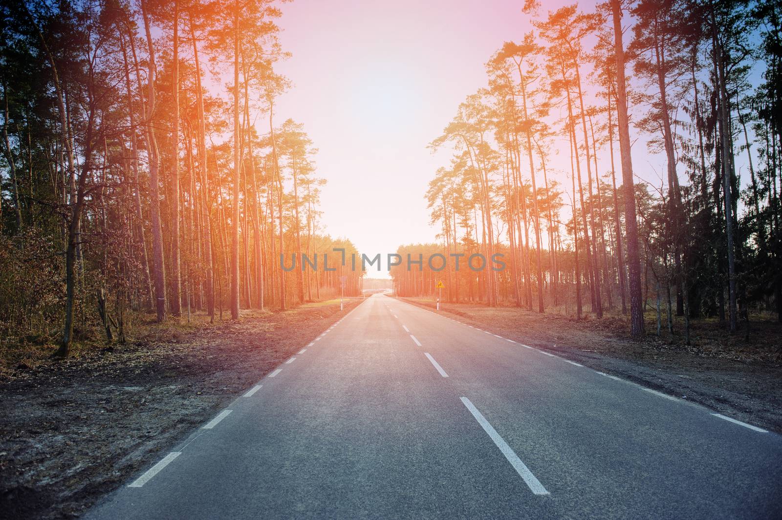 new asphalt road and pine tree forest at dusk