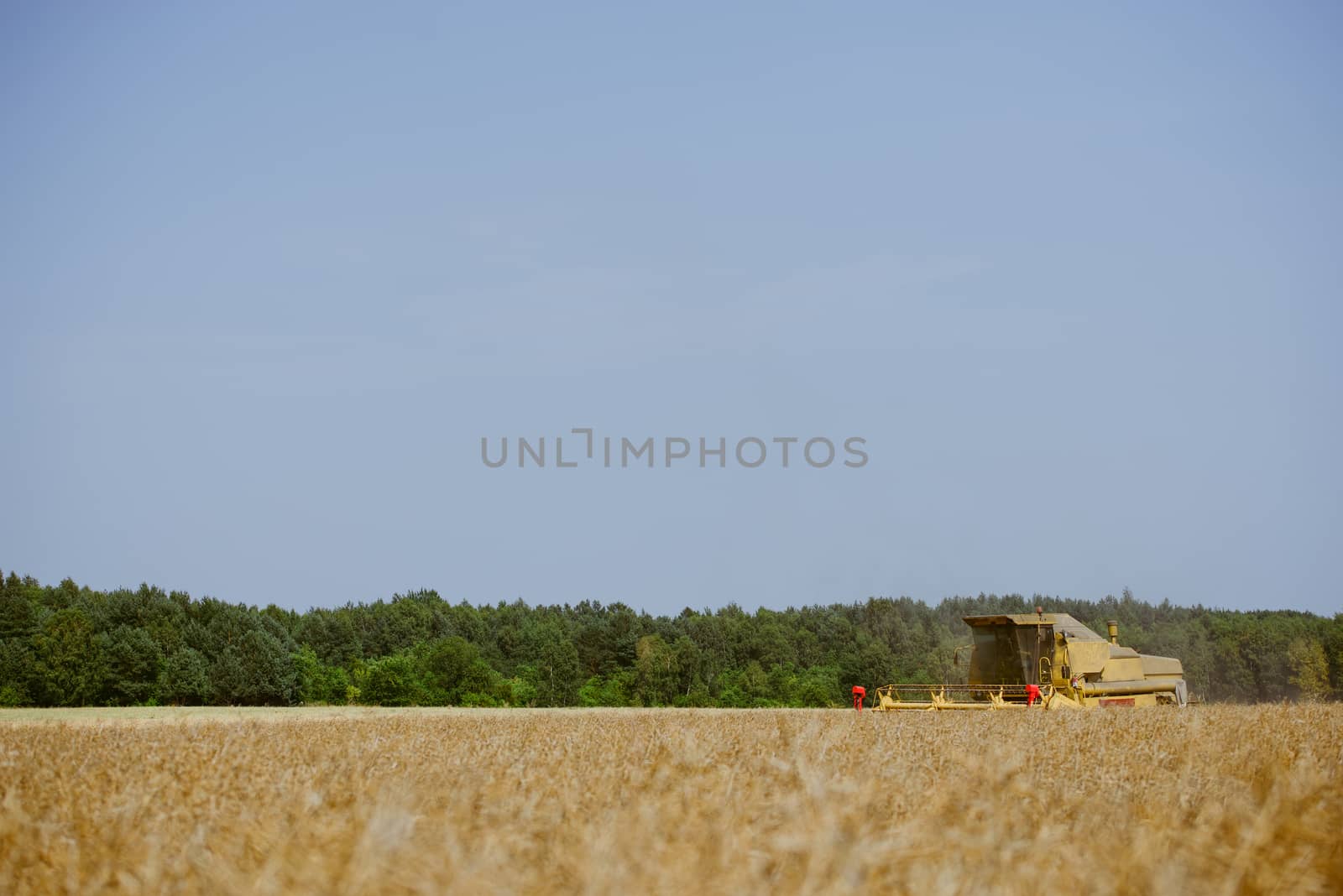 Combine harvesting the rape field at summer