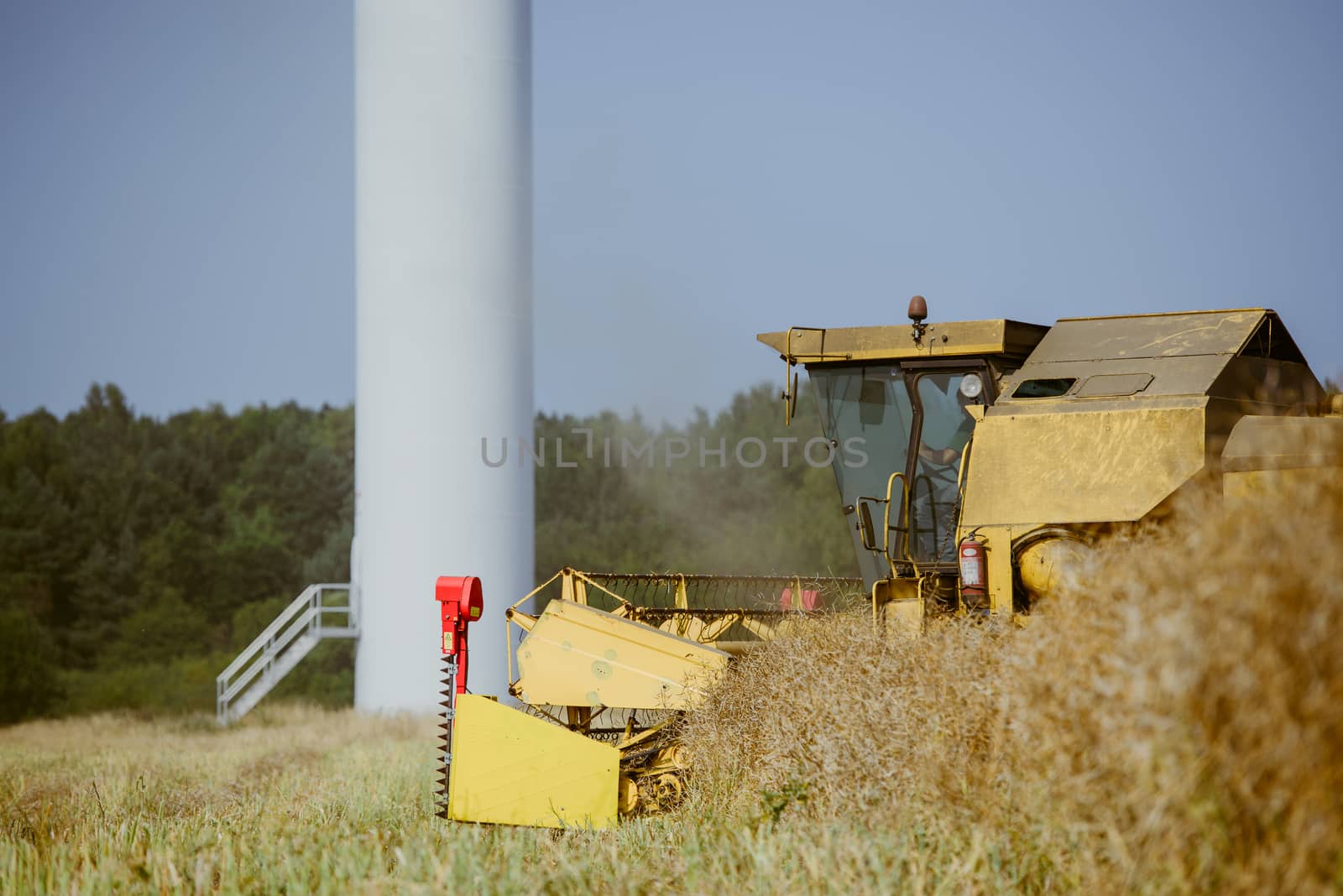 Combine harvesting the rape field at summer