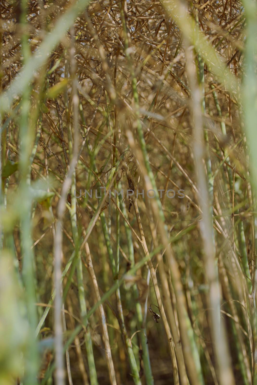 Rape field almost ready to harvesting at summer