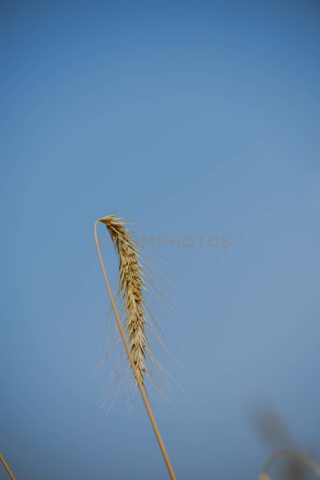 Wheat ears ready to harvest close up