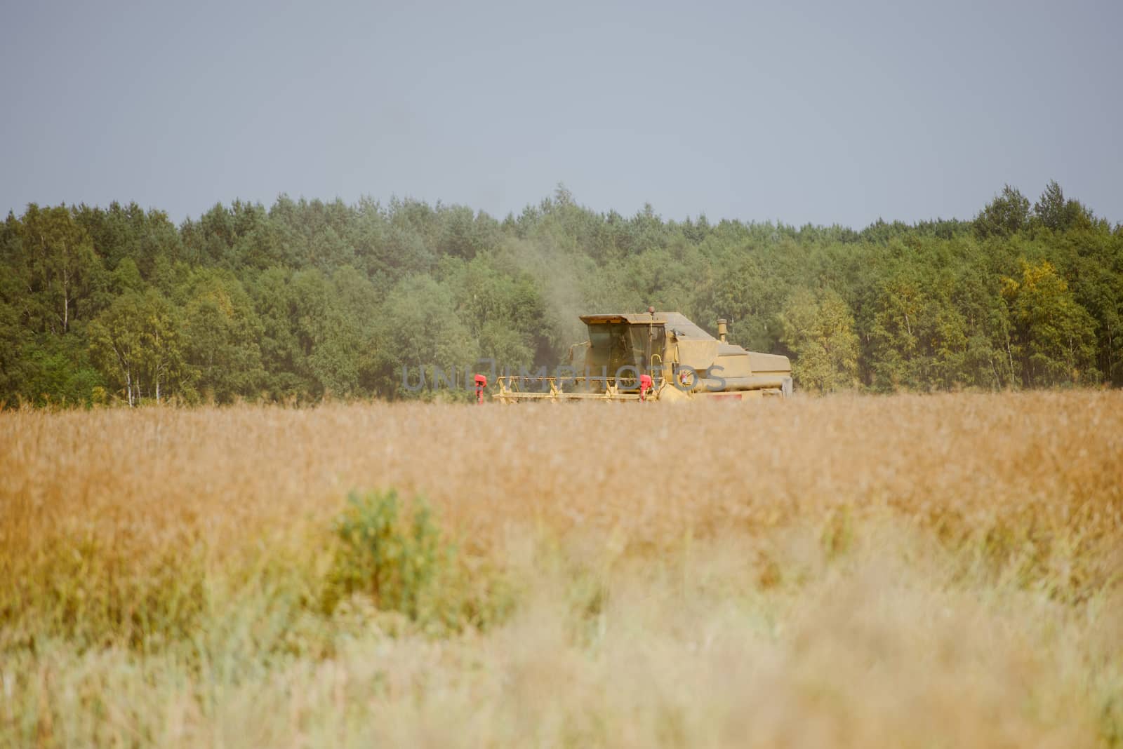 Combine harvesting the rape field at summer