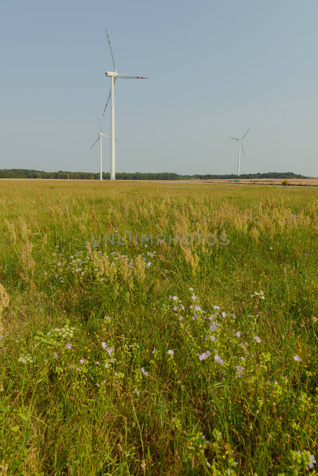 wind trubine at sunny day with blue sky