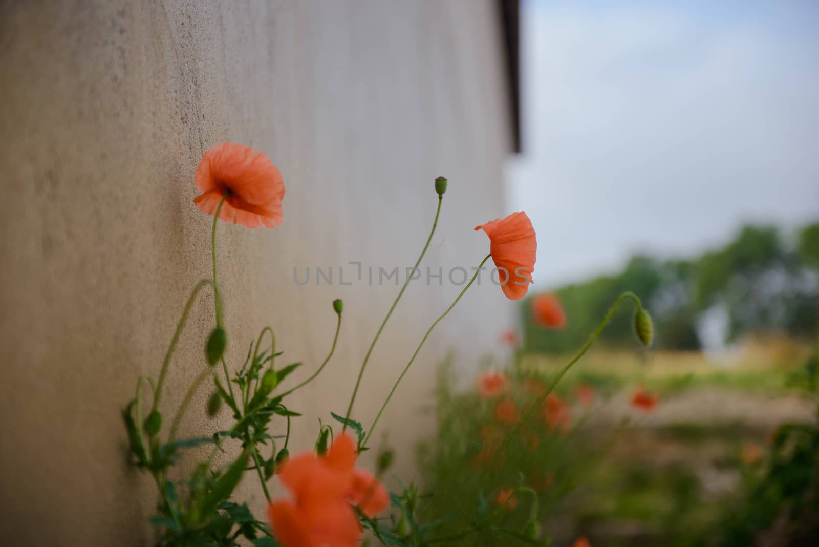Red wild poppy flowers , close up
