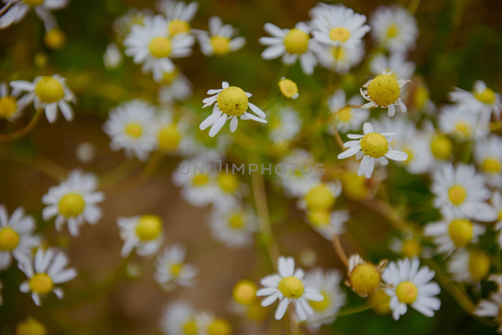 Wild chamomile flowers on a field on a sunny day. shallow depth of field