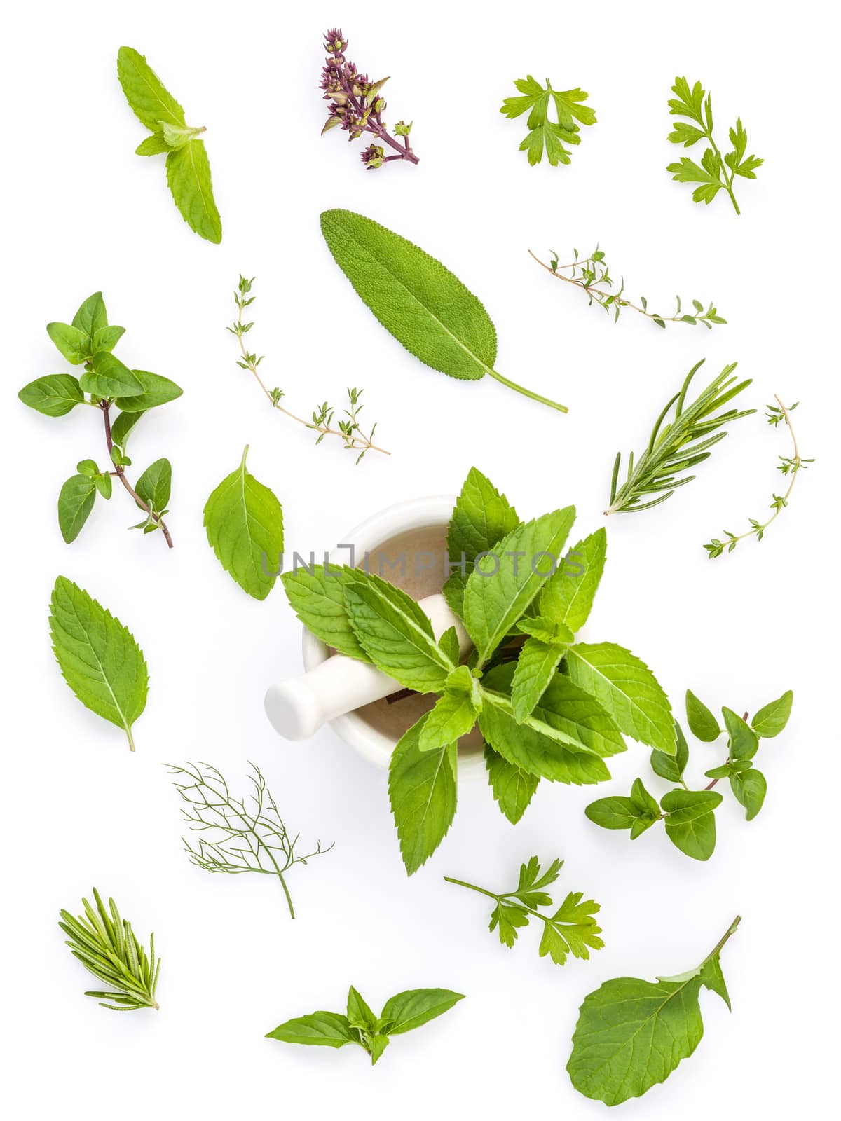 Various fresh herbs from the garden holy basil , basil flower ,rosemary,oregano, sage and thyme ,fennel ,peppermint and mustard leaves with white mortar isolated on white background.
