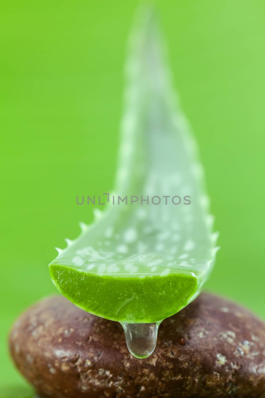 Alternative skin care aloe vera gel drop and aloe vera on spa stone set up on green background. Selective focus depth of field.