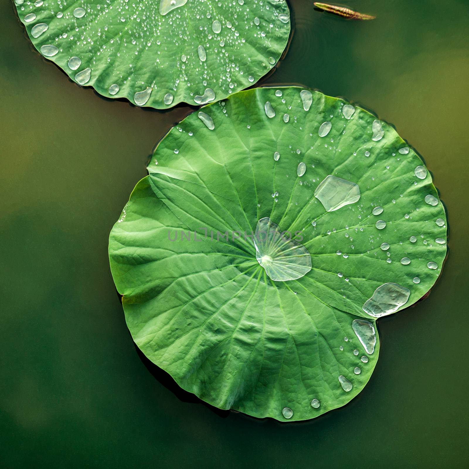 Peaceful and calm concept . Composition of Green lotus leaves with rain drop in the lake .The details of lotus leaves over water.