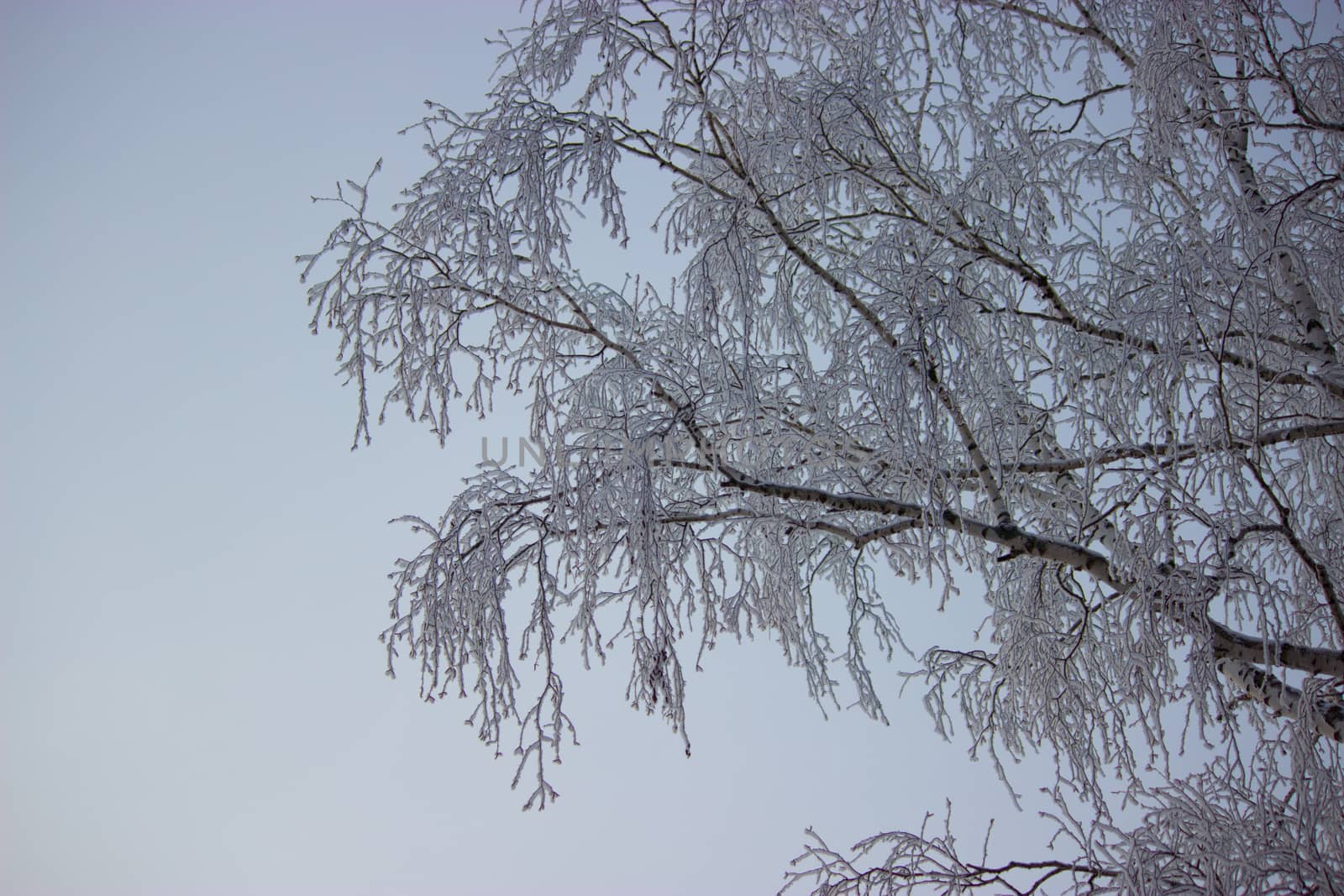 frozen tree with blue sky background, winter