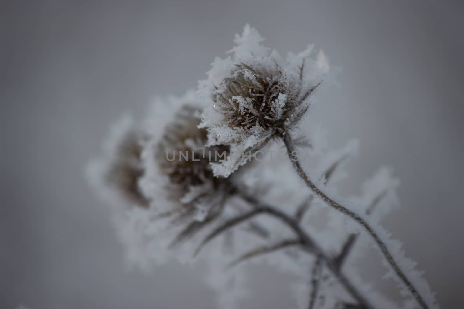frozen plant, winter by liwei12