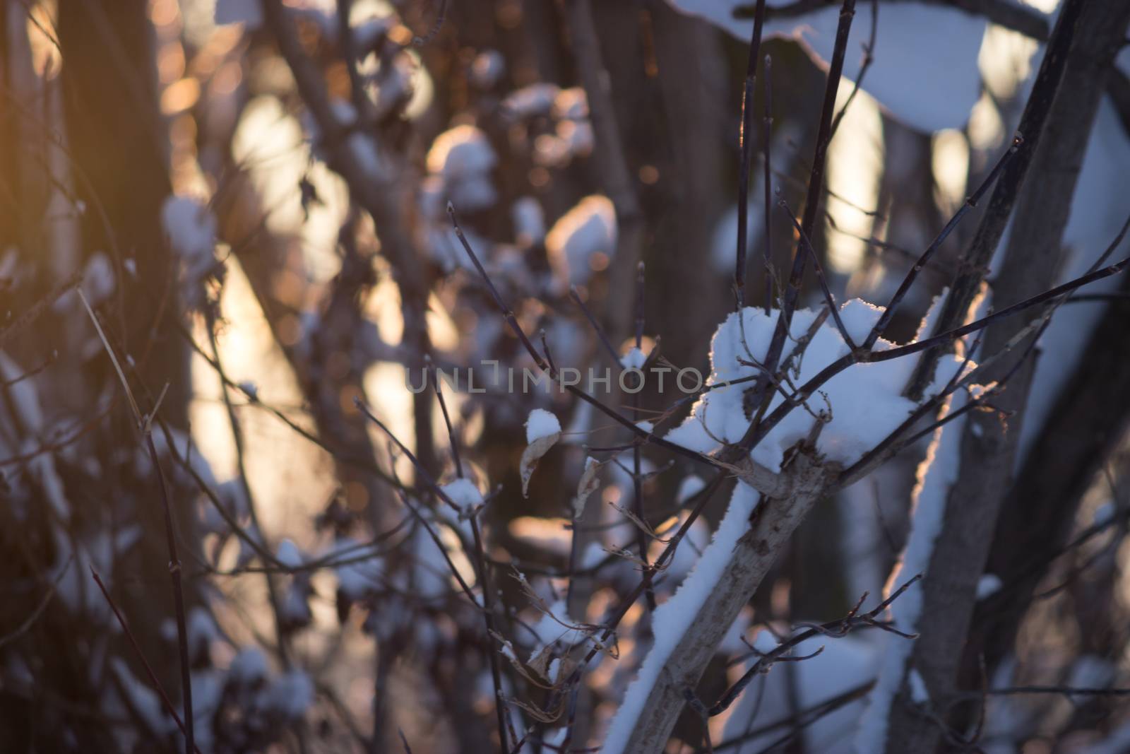 winter golden sunset, branches covered with snow
