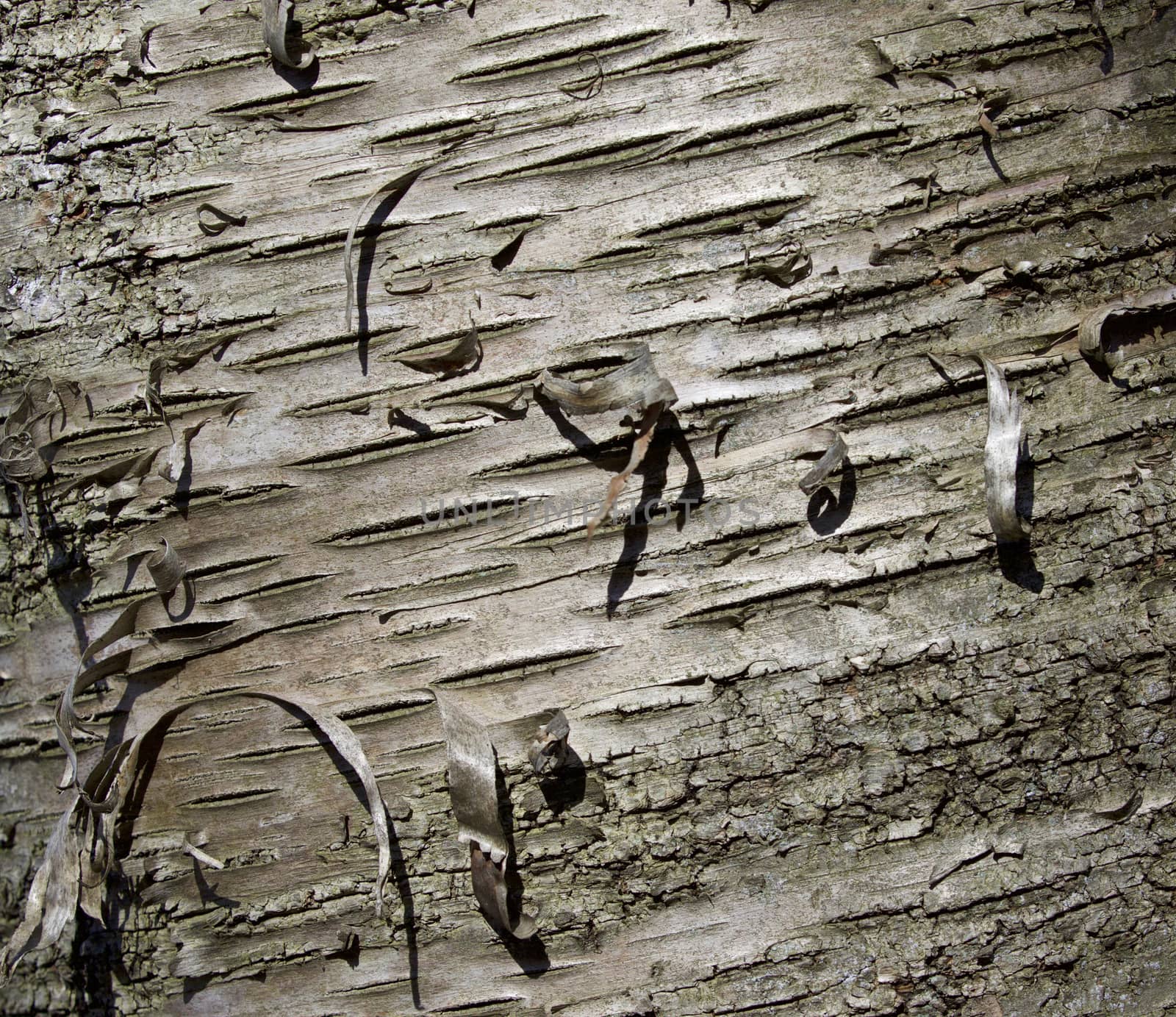 Beautiful isolated pattern of bark of a tree by teo