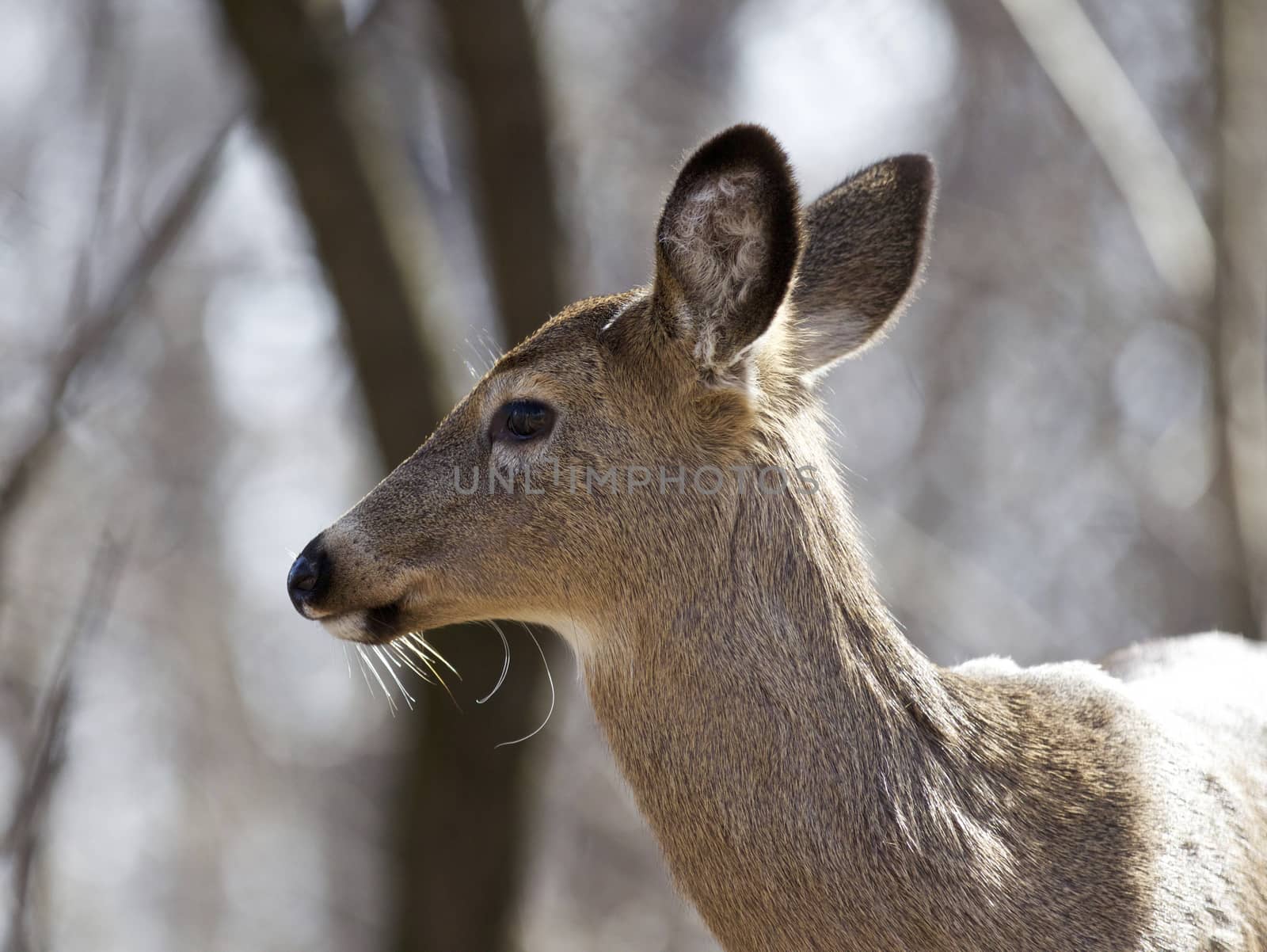 Beautiful isolated image with a wild deer in the forest by teo