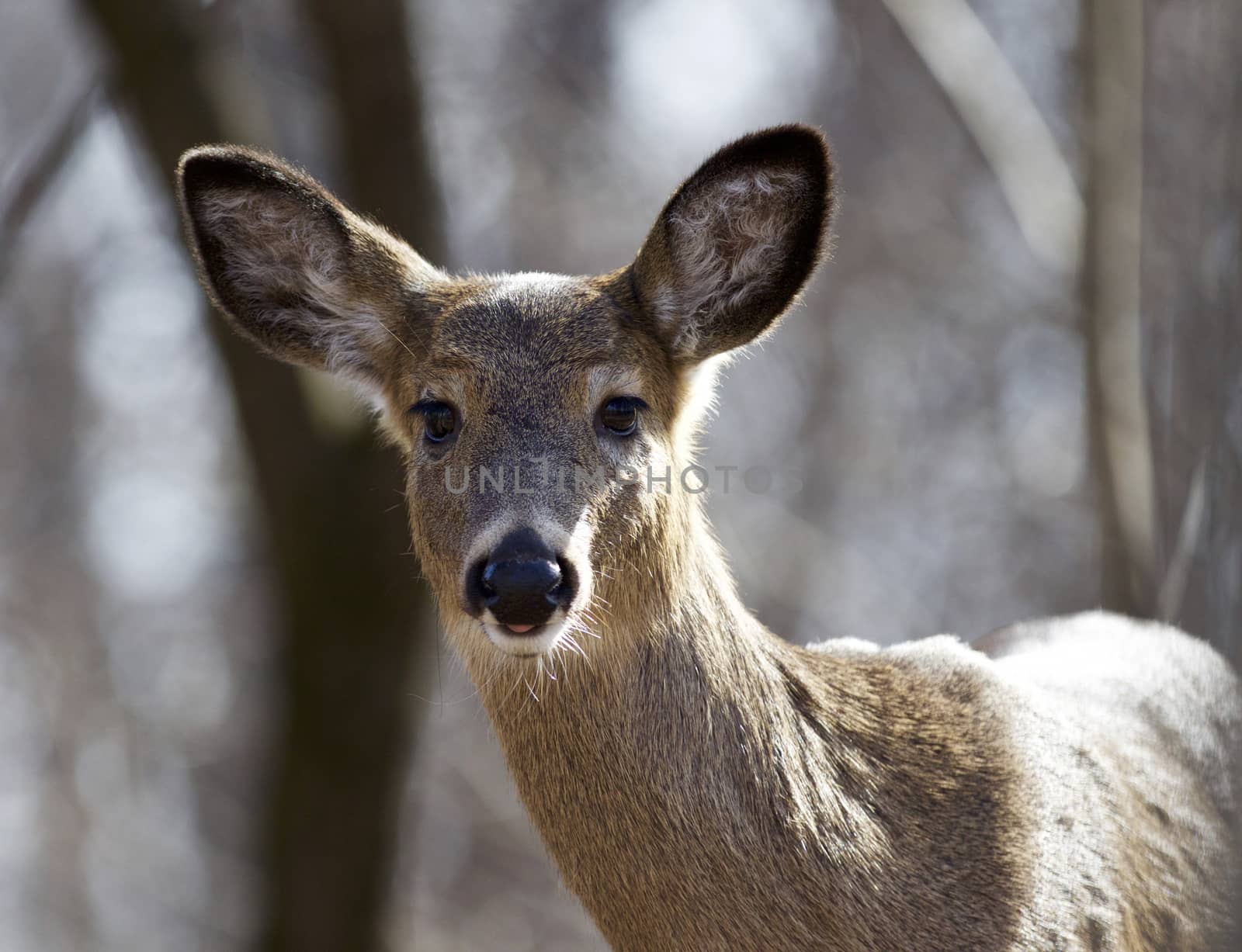 Isolated photo of an awake deer by teo