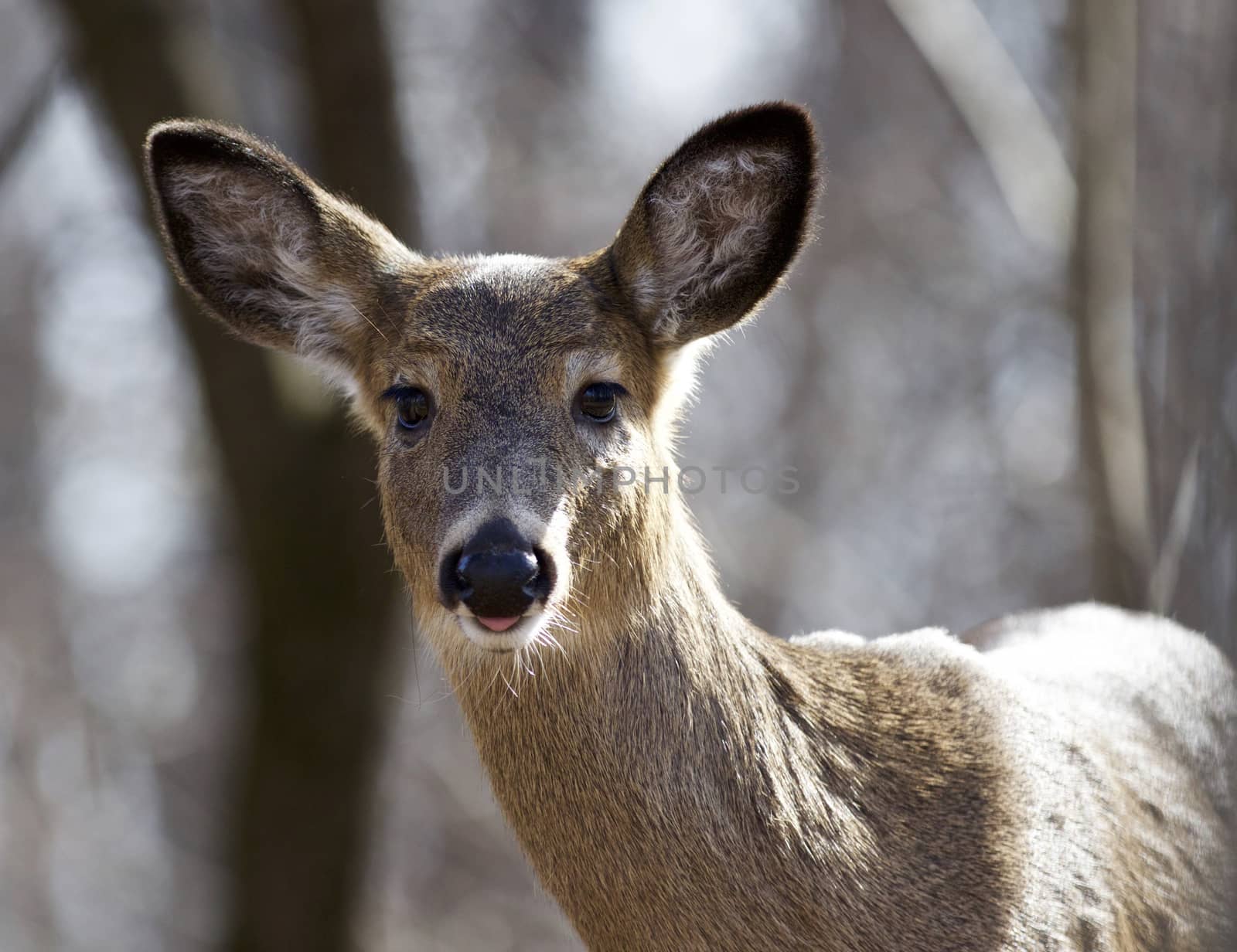 Beautiful isolated photo of a wild young deer in the forest