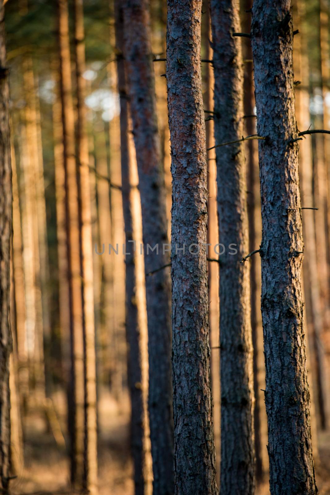 Magic orange lights in forest at sunset