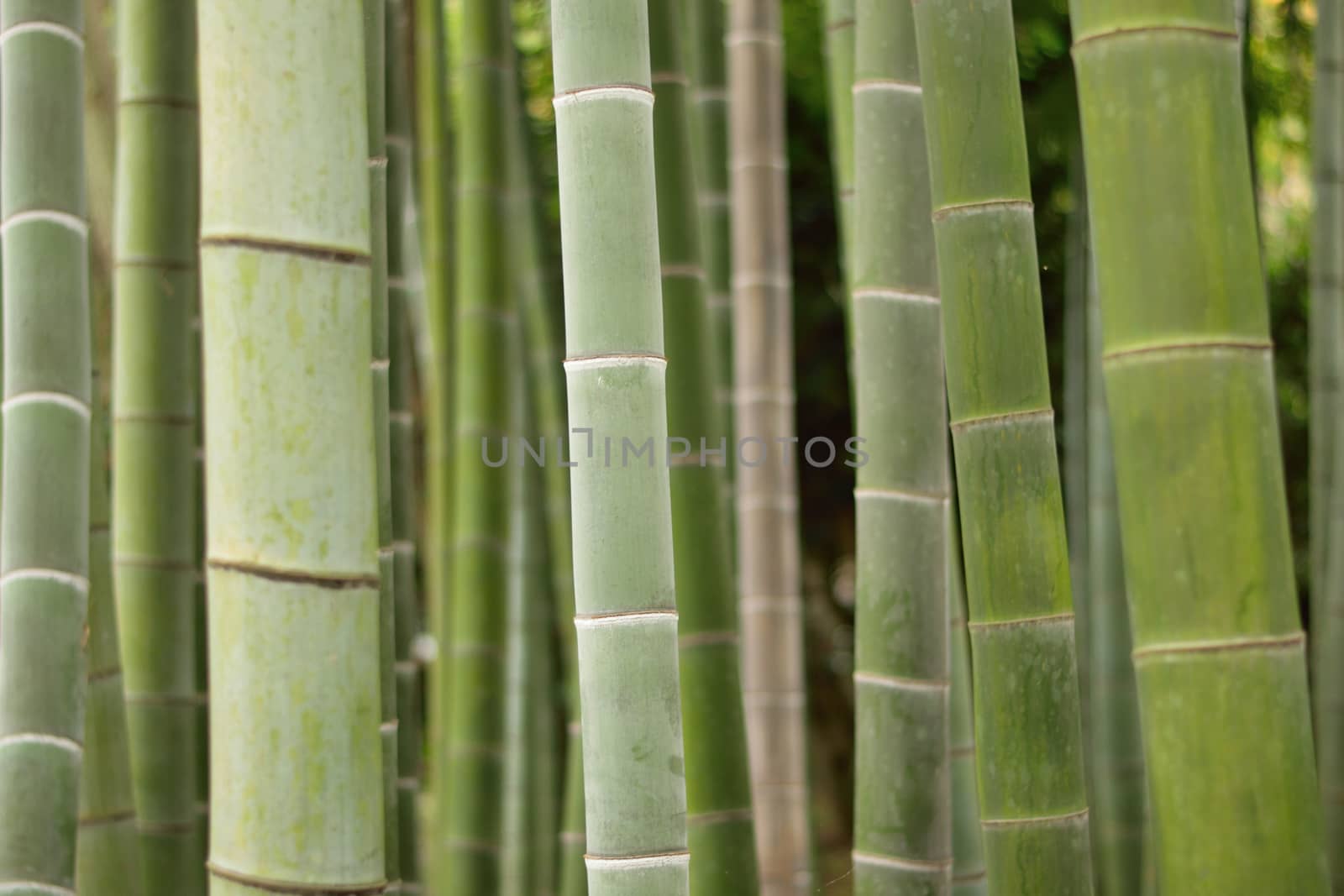 Background of Japanese Bamboo trees in horizontal frame