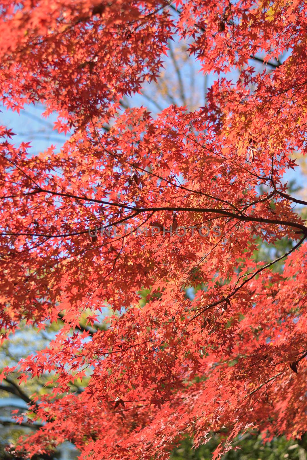 Background texture of Japanese Autumn Maple leaves in vertical frame