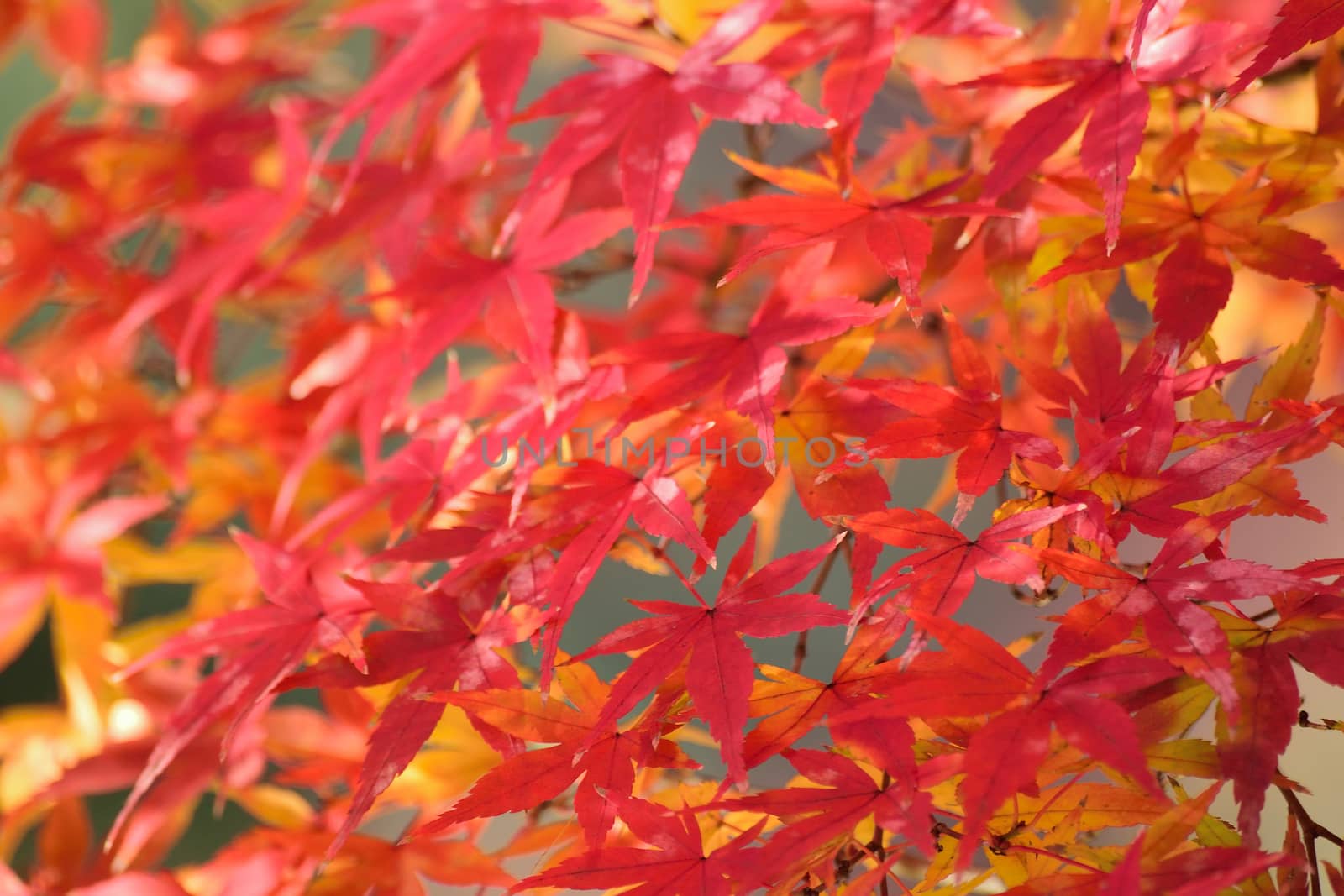 Maze of Japanese Autumn Maple leaves in horizontal frame