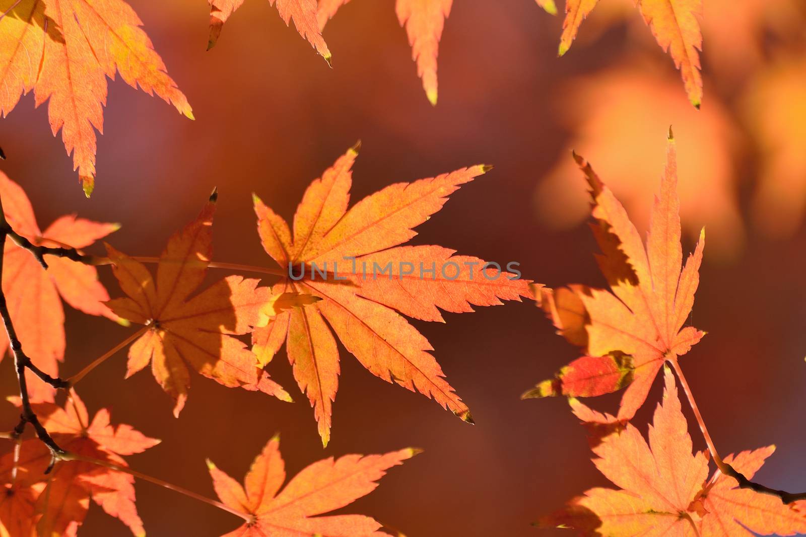 Macro background shining Japanese Autumn Maple leaves