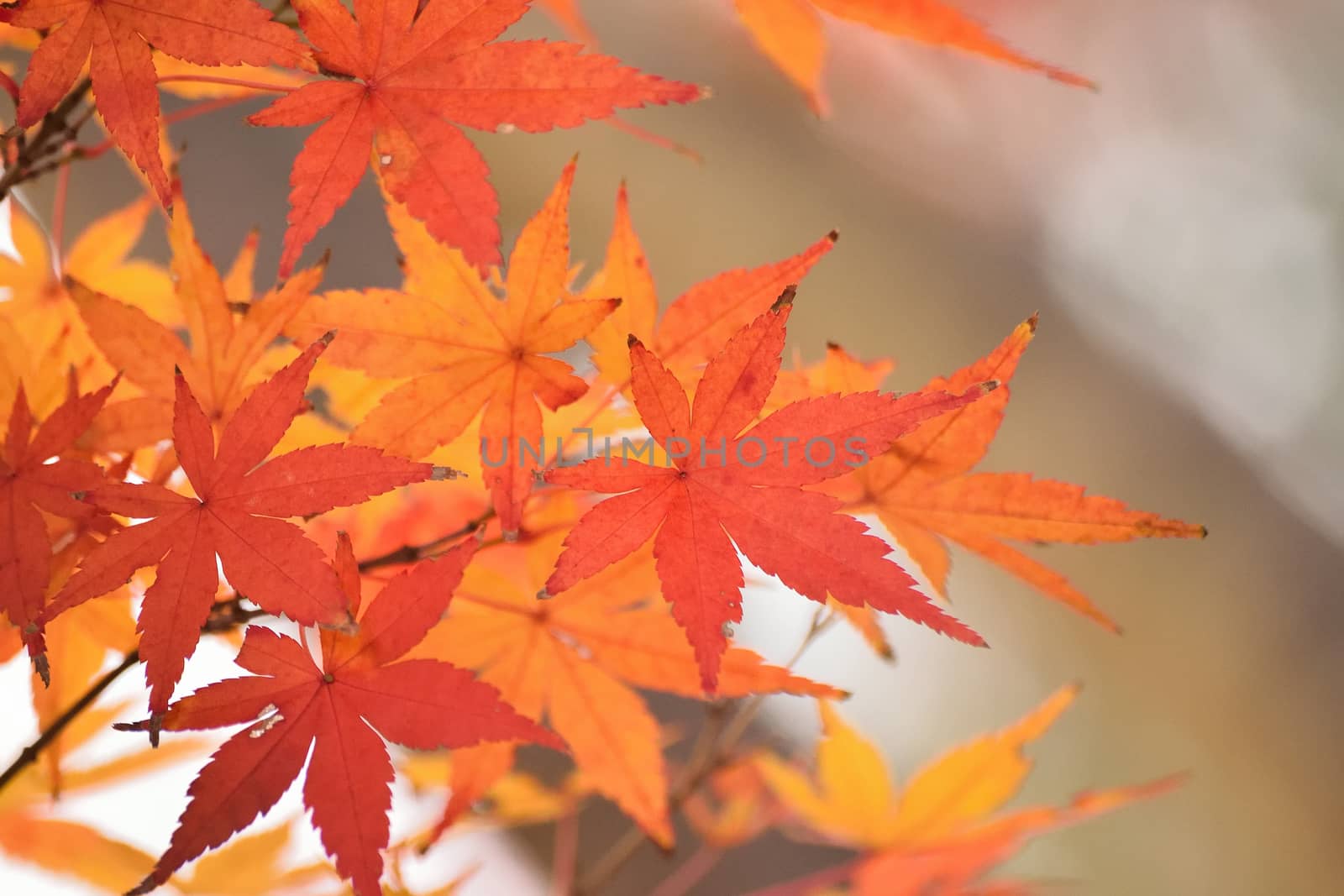 Vibrant Japanese Autumn Maple leaves Landscape with blurred background in horizontal frame