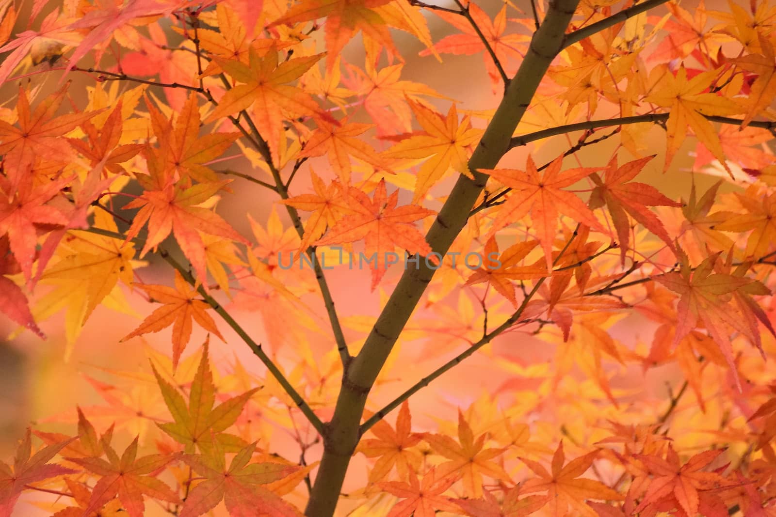 Vibrant Japanese Autumn Maple leaves Landscape with blurred background in horizontal frame