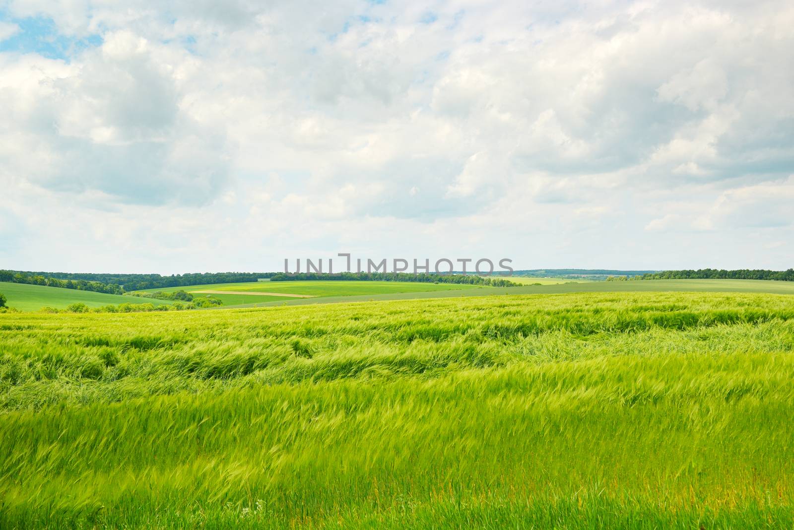 green wheat field and blue cloudy sky by galina_velusceac