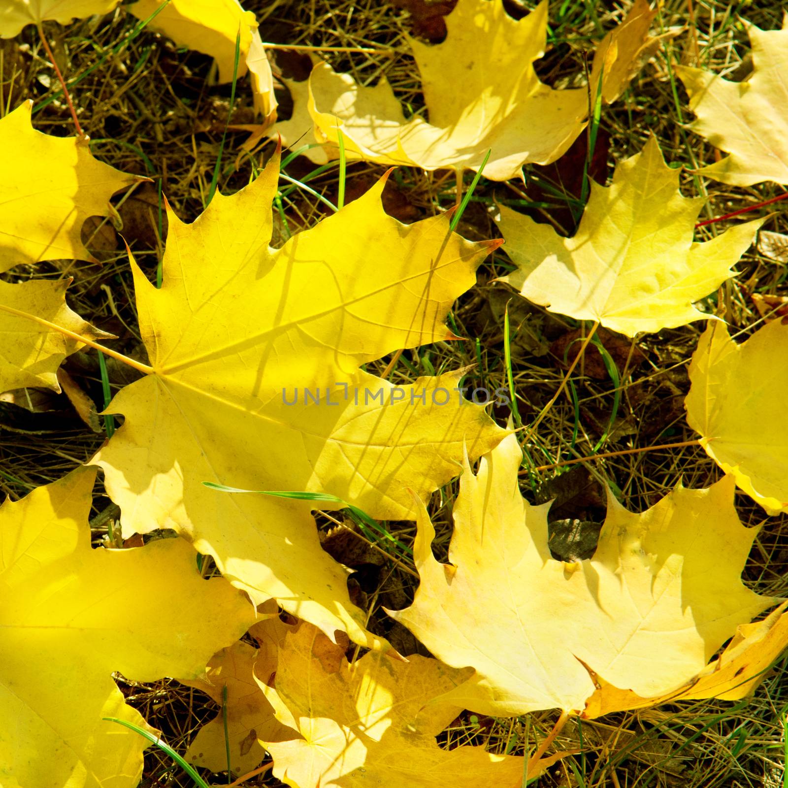 yellow maple leaves on green grass in autumn by galina_velusceac
