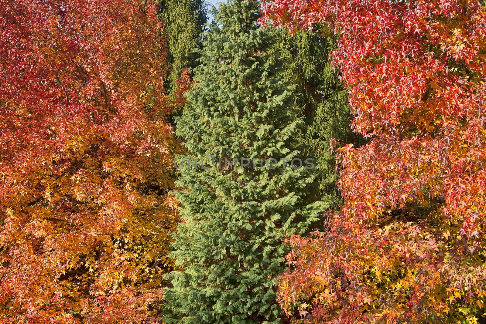 An evergreen tree in the midst of others with autumn colors