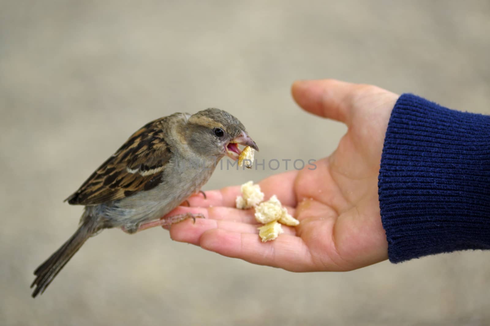 a sparrow bird eating bread from outstretched hand