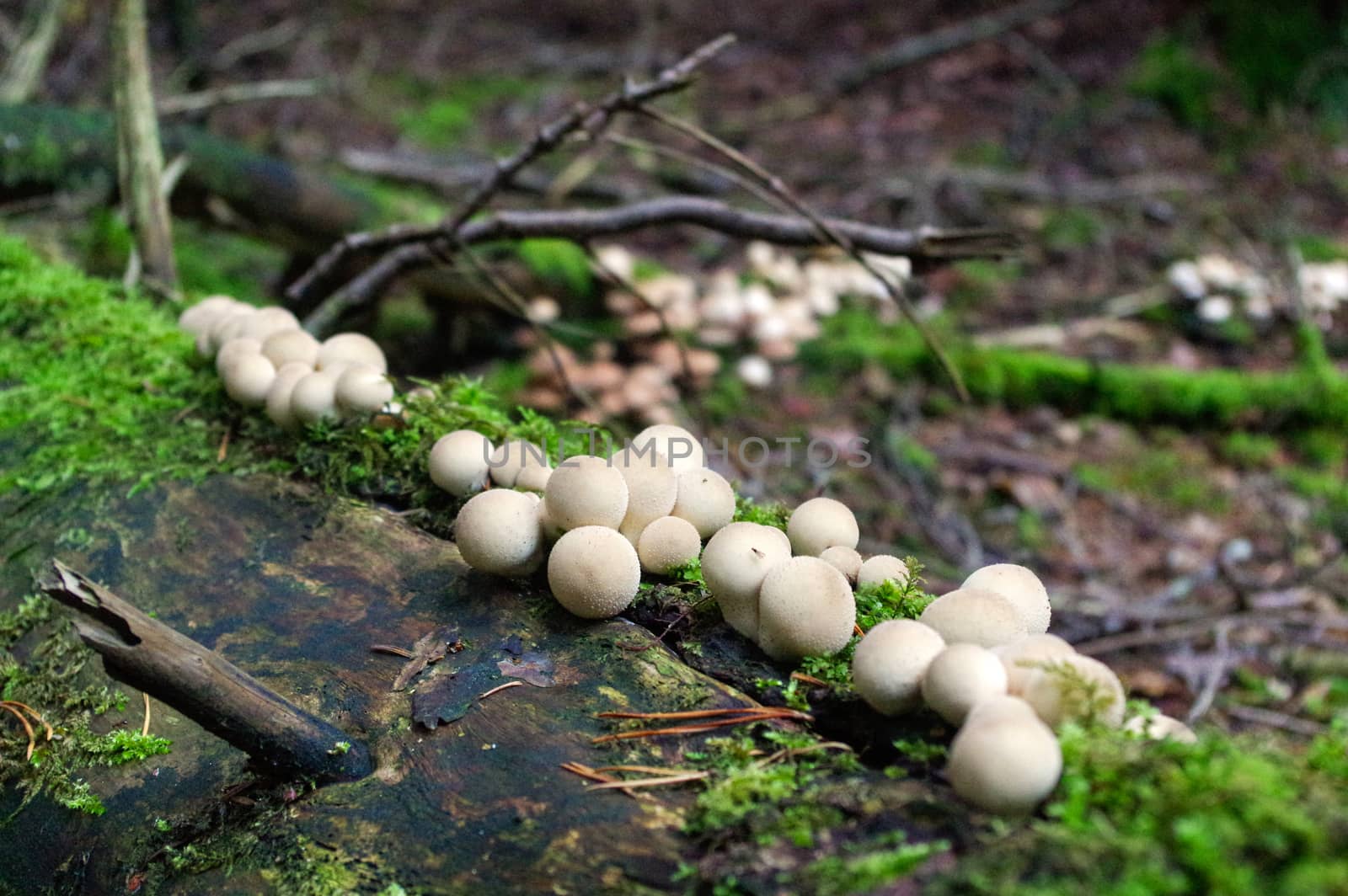 Lycoperdon marginatum mushroom growing in a forest ground. commonly known as the peeling puffball by evolutionnow