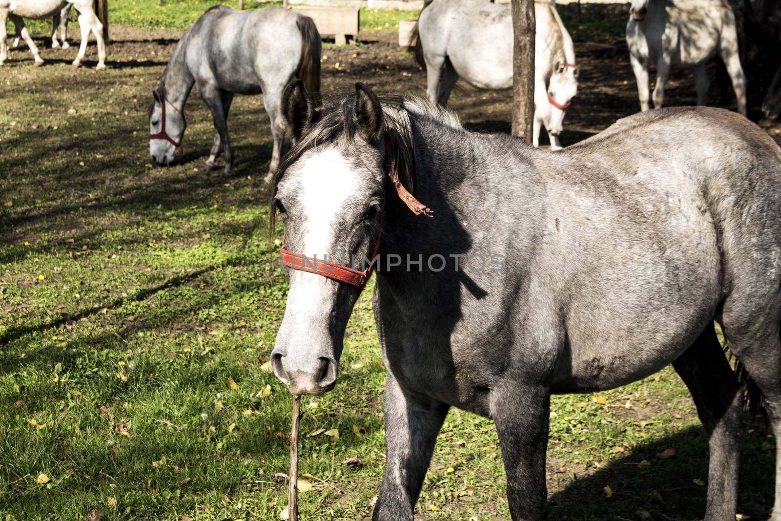 Horses behind fence by alexandarilich