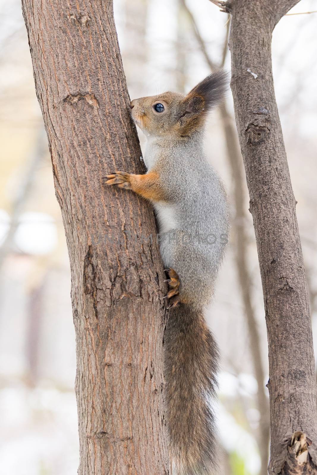 the photograph shows a squirrel on a tree