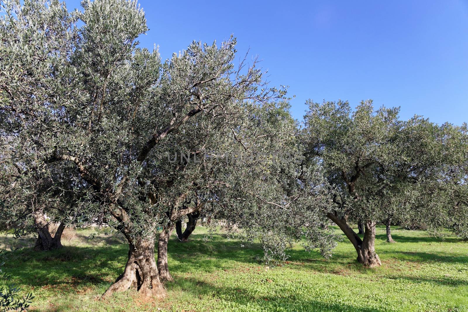 old ancient olive trees in olive garden