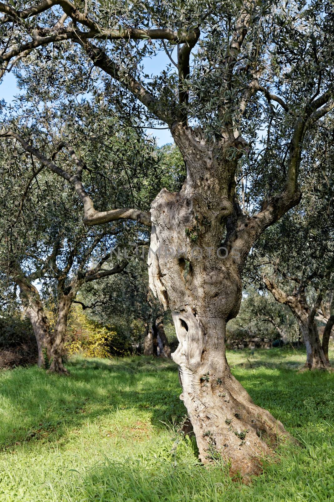 Old olive trees by sewer12