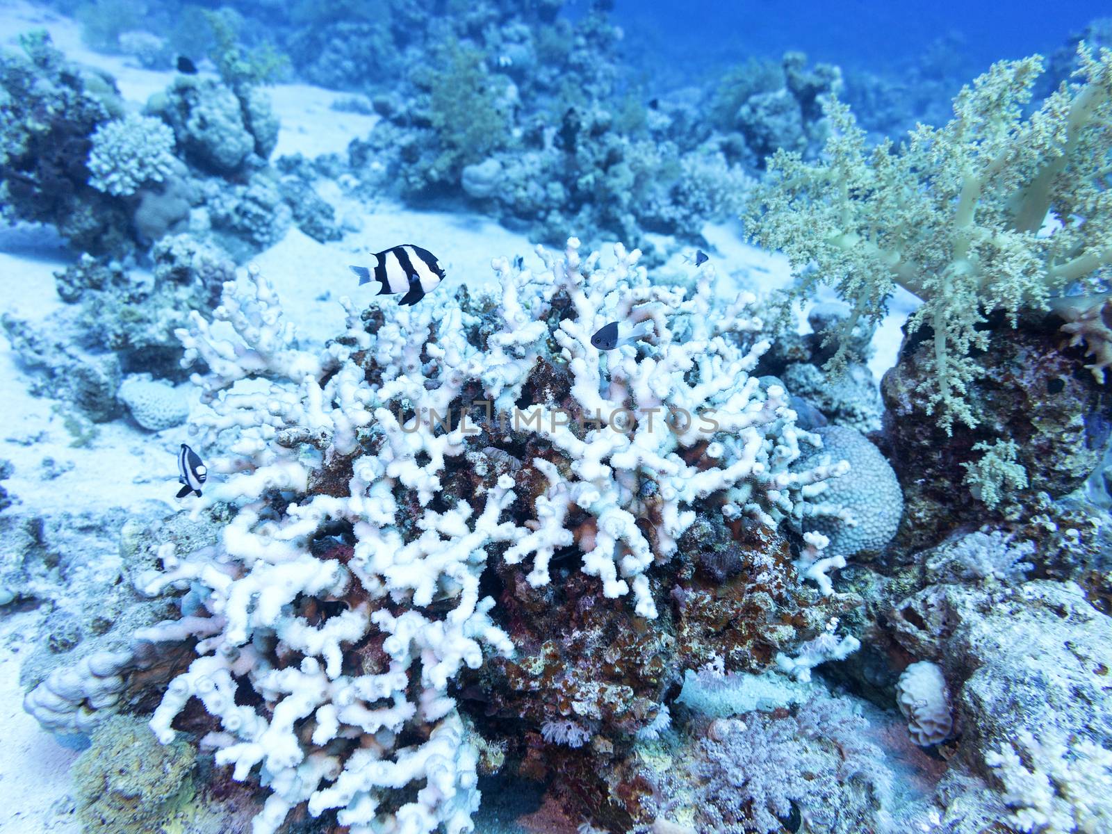 Coral reef at the bottom of tropical sea, underwater