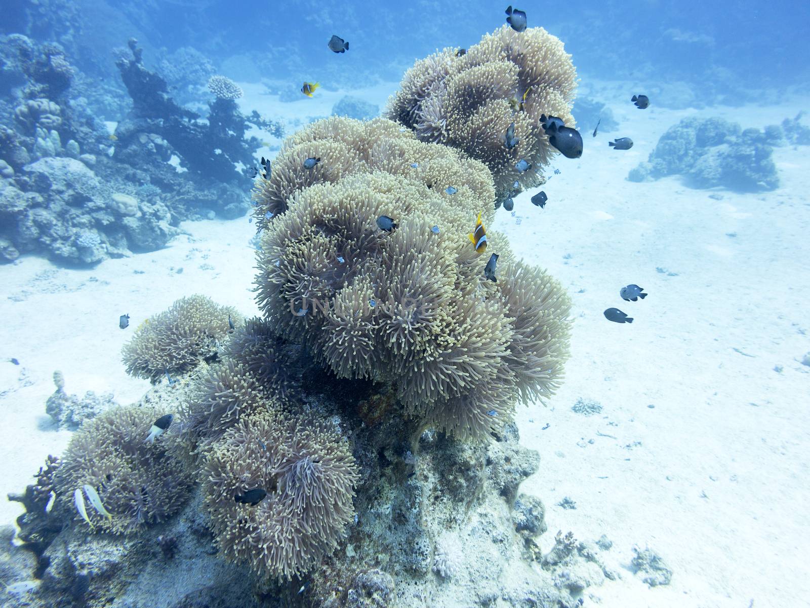 Coral reef at the bottom of tropical sea, underwater