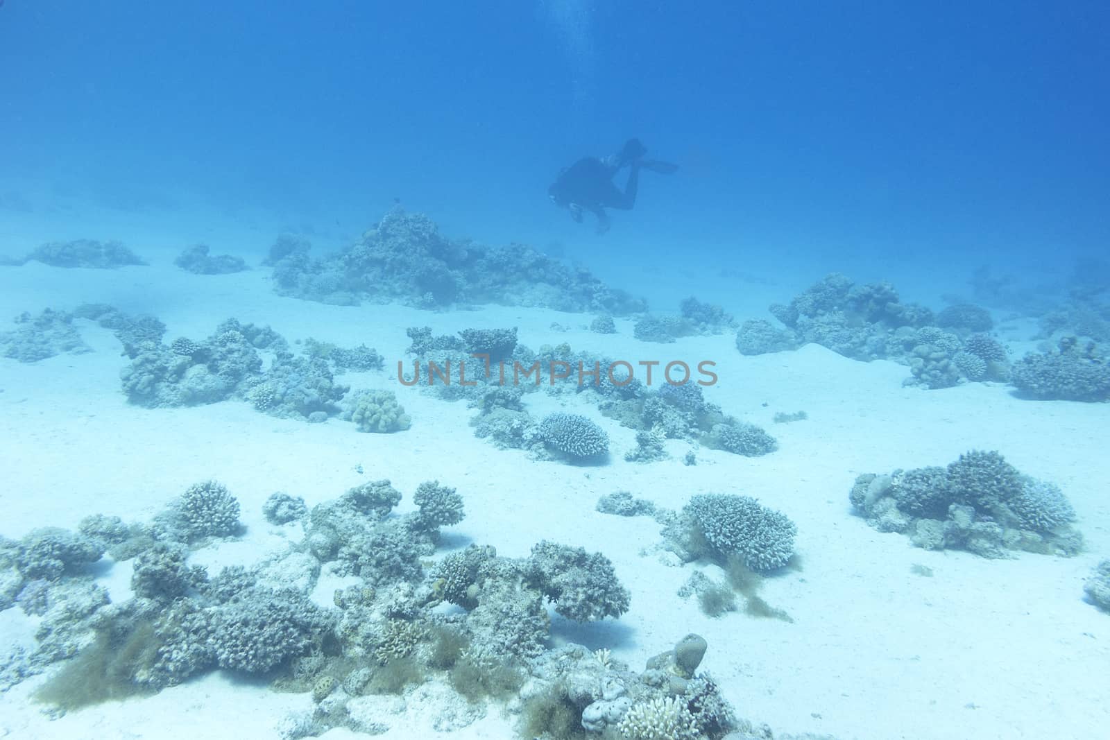 Bottom of tropical sea with coral reef and diver, underwater