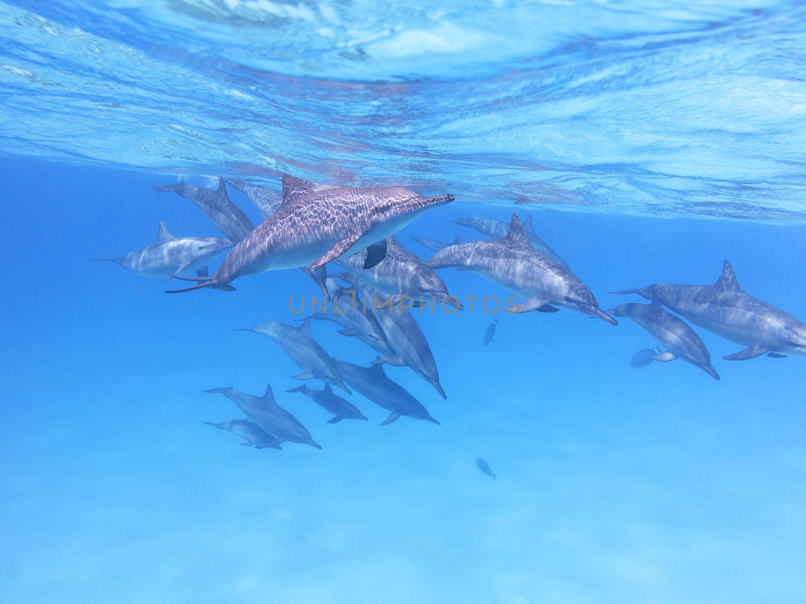 Group of dolphins in tropical sea, underwater by mychadre77