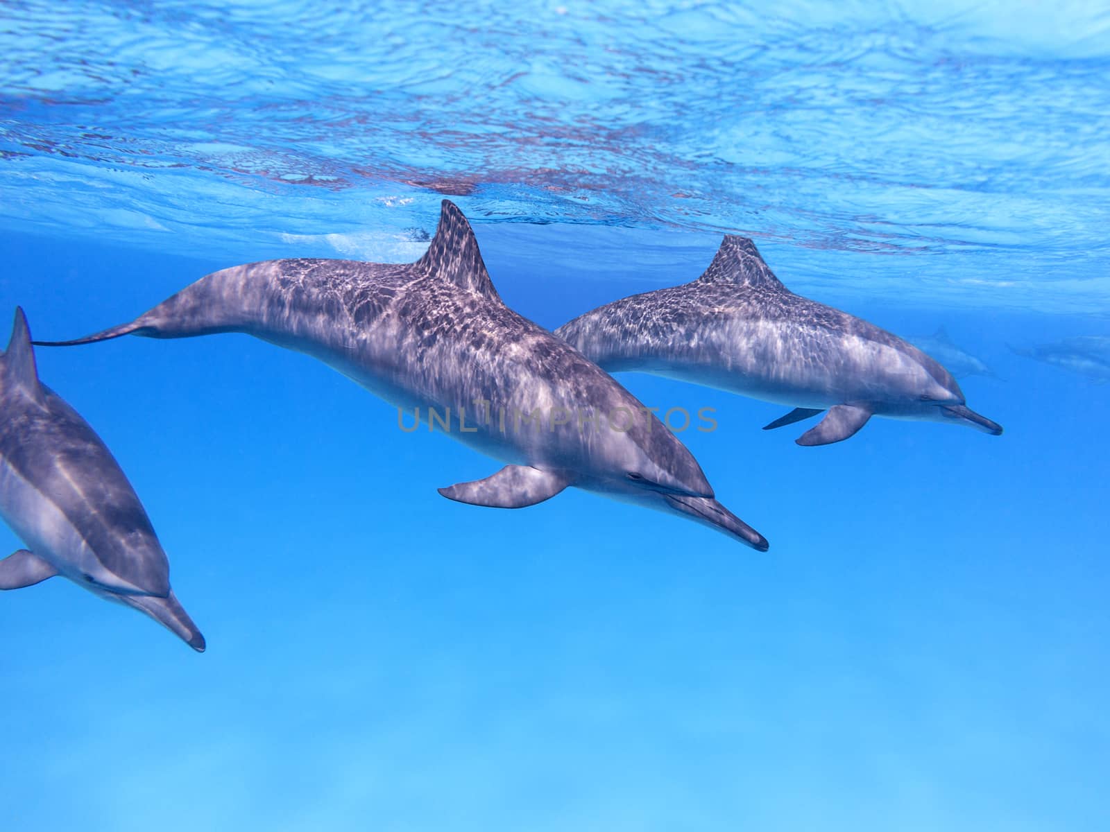 Group of dolphins in tropical sea, underwater