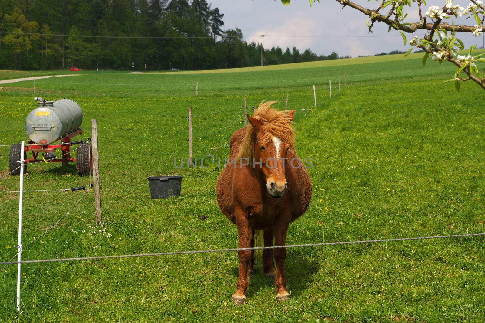 brown iceland horse standing on the pasture and green medow by evolutionnow