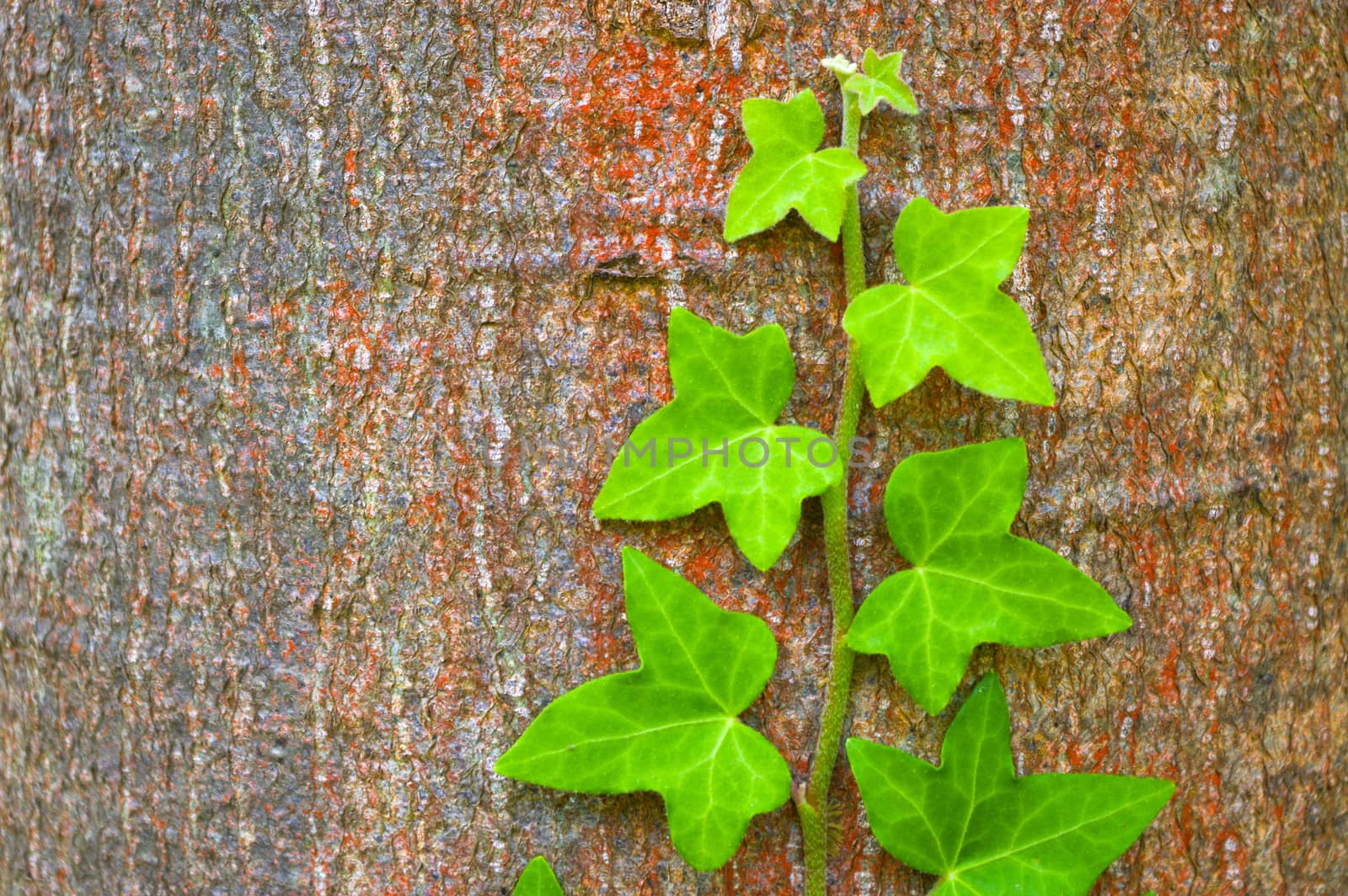 a green ivy climbing up tree trunk