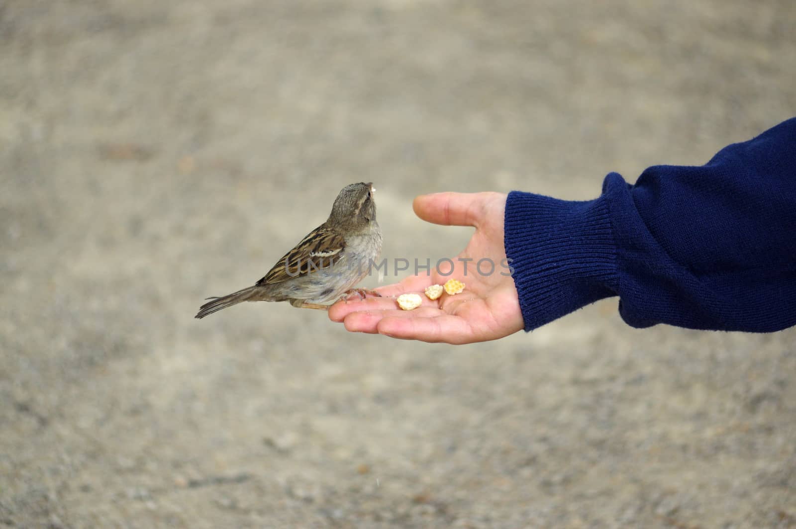 sparrow bird eating bread from outstretched hand by evolutionnow