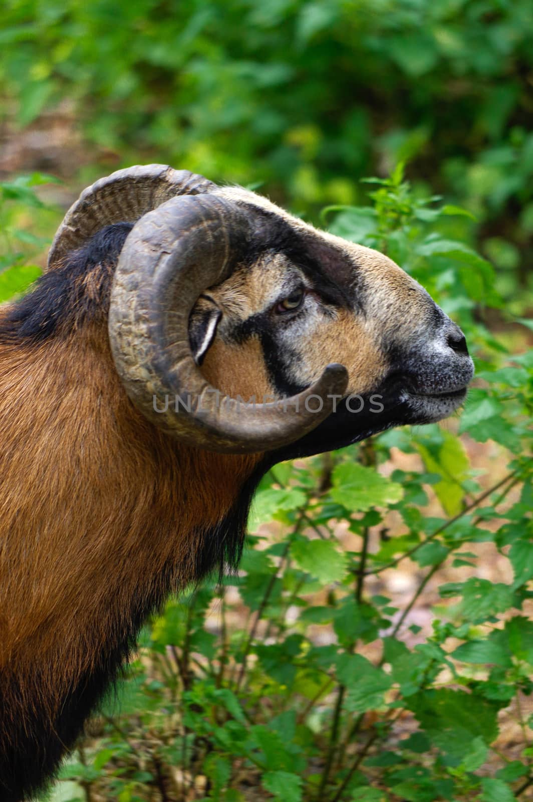 brown goat grazing in a field, sheep, close-up by evolutionnow